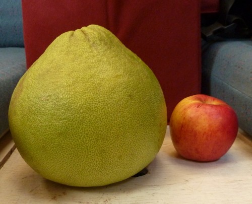 pamplemousse, like a giant grapefruit 