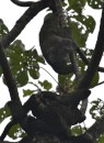 Not one, but two sloths, male and female