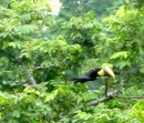 Flying toucan
