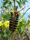 Caterpillars  