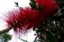 New Zealand Christmas Tree.  Blooms in Dec. 