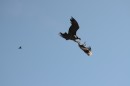 Condor Battle