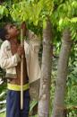 Using a stick to knock down starfruit. 