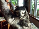 Dooger the sloth