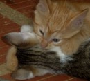 kittens at posada in Minca