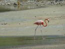 flamingo in Gotomer, fresh water lake