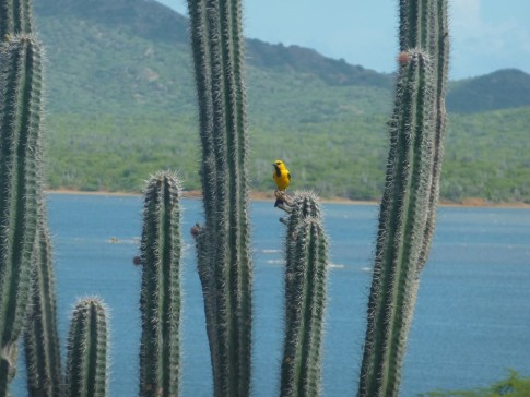 Gotomer with yellow oriole