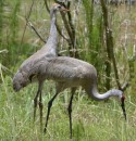 Back in Florida in the front yard.  Parent and new baby sand hill crane.