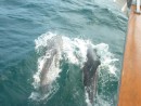 dolphins leading us out of Grenada, should bring good luck and a good sail