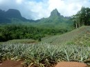 pineapple plantations