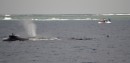 Humpback whales, mother and calf.