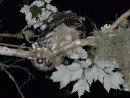 owl in the front yard one night