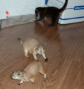 Baby prairie dogs and coatimundi playing.