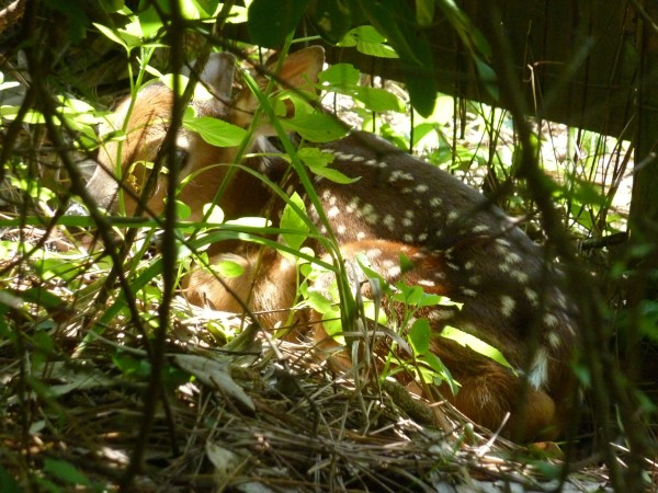 new baby fawn in front yard