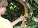 Michael harvesting cinnamon from tree