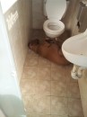 Shekira napping on the cool tiles in the bathroom.  The dogs here sleep laying on their back with their legs sprawled all over.