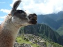 I am sure this could be used as an ad for something.  The llama looks like he is saying something important.
