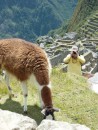Steve, llama Machupicchu with  Huayna Picchu (Wayna Picchu) behind it.  The mountains in the back are the ones we climbed up.

 What a photo!