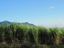 Sugarcane growing along the south of Basse Terre, Guadeloupe