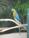 Macaw @ Le Jardin