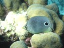  Four eyed butterfly fish, Pigeon Island