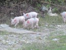 Three little piglets strolling down the lane, Marie Galante