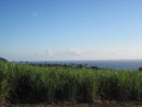 Sugarcane with a view, Guadeloupe