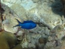 A lonely chromis, Pigeon Island
