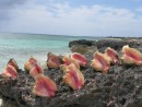Conch harvested at Samana - conch salad, fritters and cracked conch were enjoyed