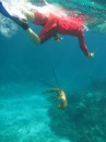 Lobster at Samana Cay!