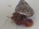a hermit crab that lived aboard for a week or so- he did escape a few times and did get into the scupper!