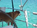 Coqui aboard Stolen Hour looking for fish!