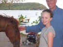 meeting a wild paso fino pony in Esperanza, Vieques