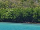 stunning mangroves