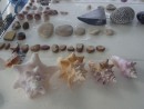 shells collected from Culebrita and Culebra beaches