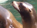 Scooter and April sea lion at the Central Park Zoo, New York City