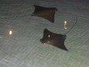 cow nose rays (native to these waters)