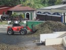 scooping up the freshly cut sugar cane