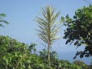 cool palm tree