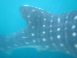 A passing Whale Shark