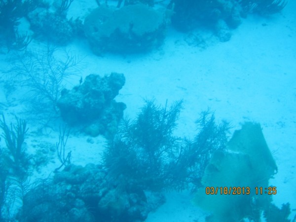 Soft coral in 15-20 feet of water (photographed by a lousy photographer).