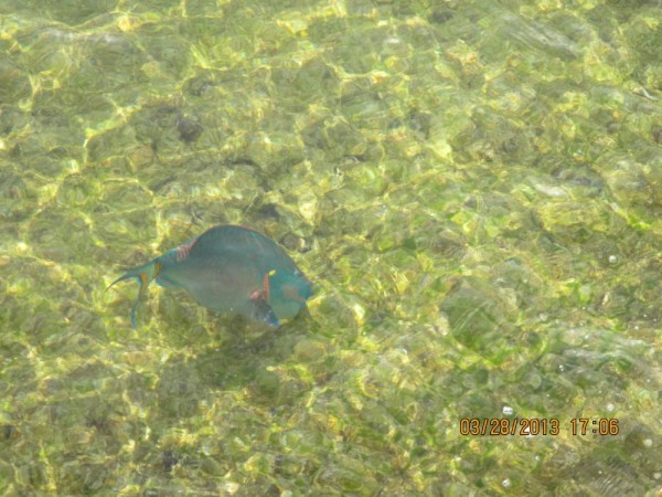Stoplight Parrotfish right at the town dock.