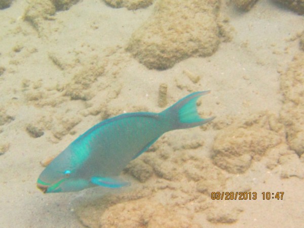 Queen Parrotfish.