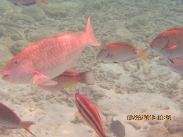 Redtail Parrotfish?