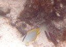 Spotfin Butterflyfish.