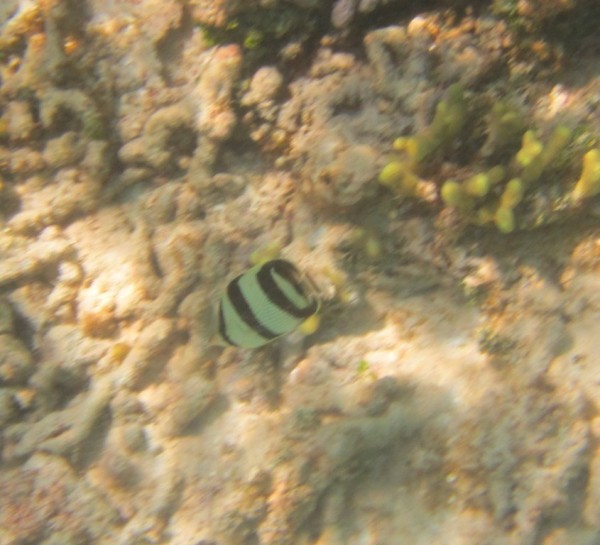 Banded butterflyfish.