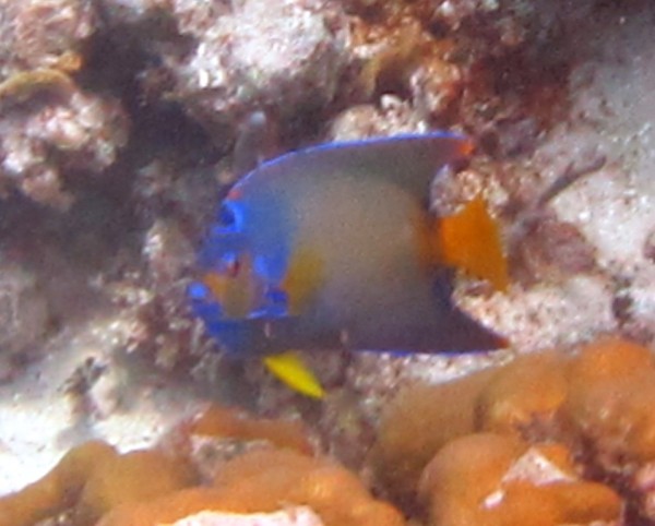 Queen Angelfish with an orange tail.