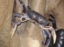 Black crab in a tree trunk.