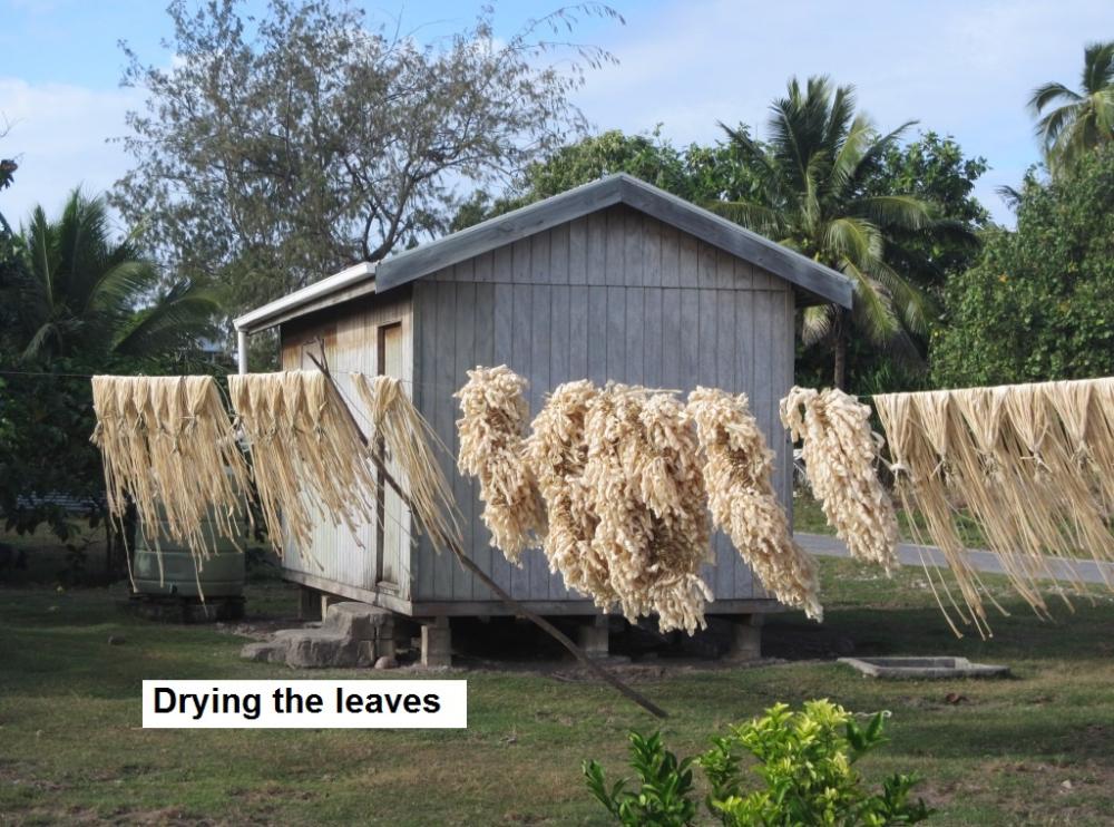 Drying the leaves.