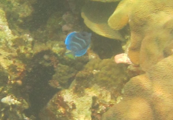 Juvenile Blue Angelfish